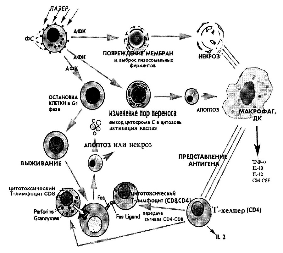 В реакциях иммунного ответа участвуют. Механизм клеточного иммунитета схема. Схема клеточного иммунного ответа иммунология. Схема взаимодействия иммунокомпетентных клеток в иммунном ответе. Фазы иммунного ответа схема.